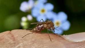 Къде и как комарите са, че имате нужда от насекомо за удобно зимуване?