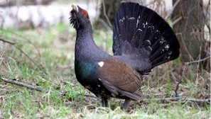 Къде живее и как живее птицата тестров: малко полезна информация