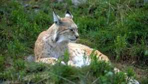 Къде живееш как да се размножава и защитава риса от врагове