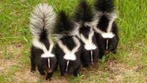 Където живее ски, където живее ивицата?