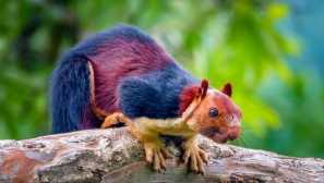 Гигантска катерица от индия: зона на местообитание, поведение и възпроизвеждане