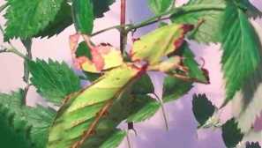 Гигантски листка