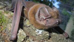 Гигантска вечер