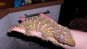 Гигантен гекко бананон