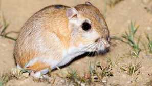 Гигант кангари jumun