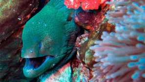 Gymnotorax yavansky или muren giant