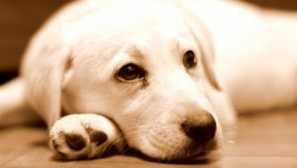 Червеи за кучета: симптоми, снимки, лечение и превенция