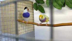 Гнездо за амадин