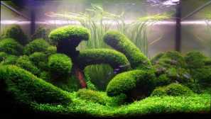 Холандски аквариум - описание, снимка, видео