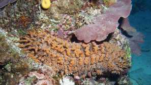 Стотици обикновени