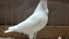 Гълънки ижевск