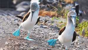 Блузирана олаша