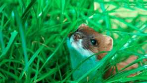 Сутрин обикновен