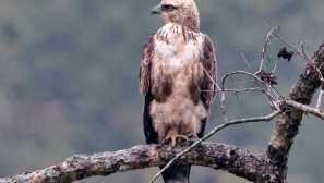 Планинският орел