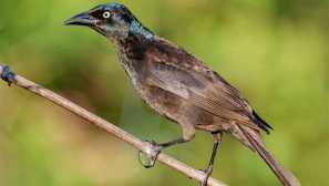 Кръг обикновен