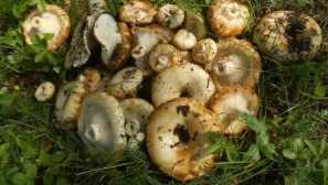 Вдлъбнатина