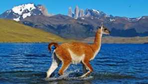 Guanaco
