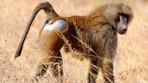 Гвинейски павиан