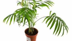 Елеганс на хамедори: отглеждане и грижи у дома