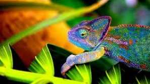 Хамелеони