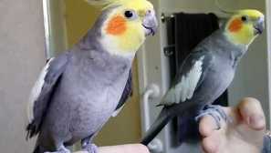 Характерът на папагала корола