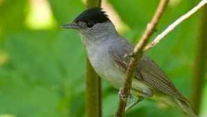 Характеристики на bird slant chernogolovka