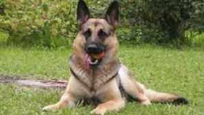 Характеристика на източния европейски овчар, избор на кученца