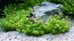 Chemiantus mikhottemoidess-аквариумно растение.