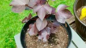 Памук. Растящ у дома