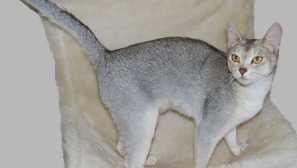 Искам като в рекламата: 5 породи котки с цвят, като основния герой на рекламата whiskas