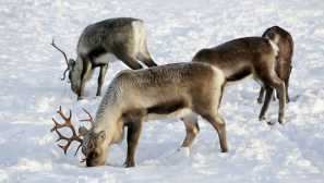 Студена арктика и животни, обитаващи на тази земя