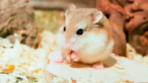 Хамстер роборовски, или джудже хамстер