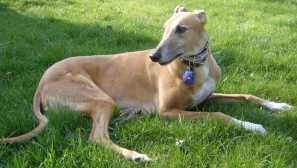 Възбуден борзая, без съмнение, една от най-голямата гордост в кинологията на русия