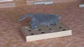 Играчките за котенца го правят сами