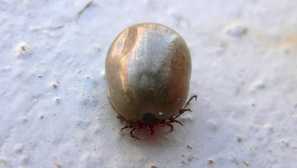 Ixode кърлежи - опасно семейство