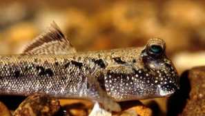 Orchy jumper: описание, грижи и съдържание в аквариума, снимка