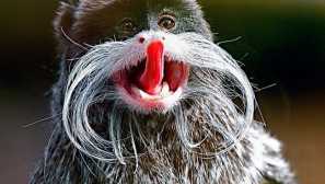 Имперски тамарин