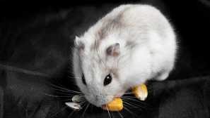 Интересни прякори за джангарски хамстери