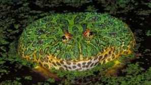 Отровни типове жаби: най-отровната жаба в света