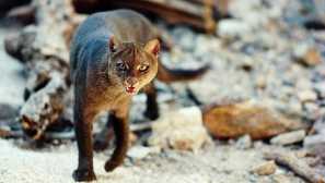 Jaguarundi: снимка и описание
