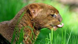 Jaguarundi, кодове и още 5 редки диви котки, които мнозина не знаят