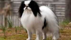 Японски хин: порода описание, характер, кученца, грижи