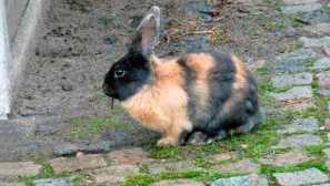 Японски заек