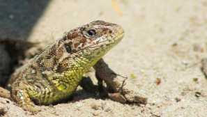 Скачане на гущер или обикновен гущер