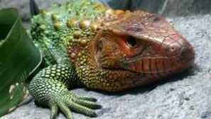 Гущери: всички видове видове и тяхното описание