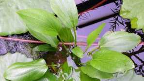 Ekhinodorus municatus green: описание и съдържание.