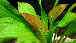 Echinodorus mucronatum (echinodorus mucroratum)