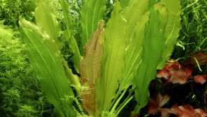 Echinodorus oziris: описание, възпроизвеждане, съдържание, снимка, видео.