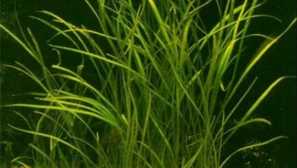 Echinodorus стесняване: съдържание, възпроизвеждане, снимка, видео.
