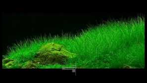 Елеохарис първол: грижи, възпроизвеждане, снимка, видео.